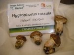 higrophorus russula
